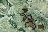 Polished Rainforest Jasper (Rhyolite) Slab - Australia #221920-1